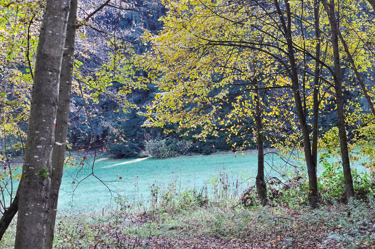 Herbstwald bei der Buchermühle!