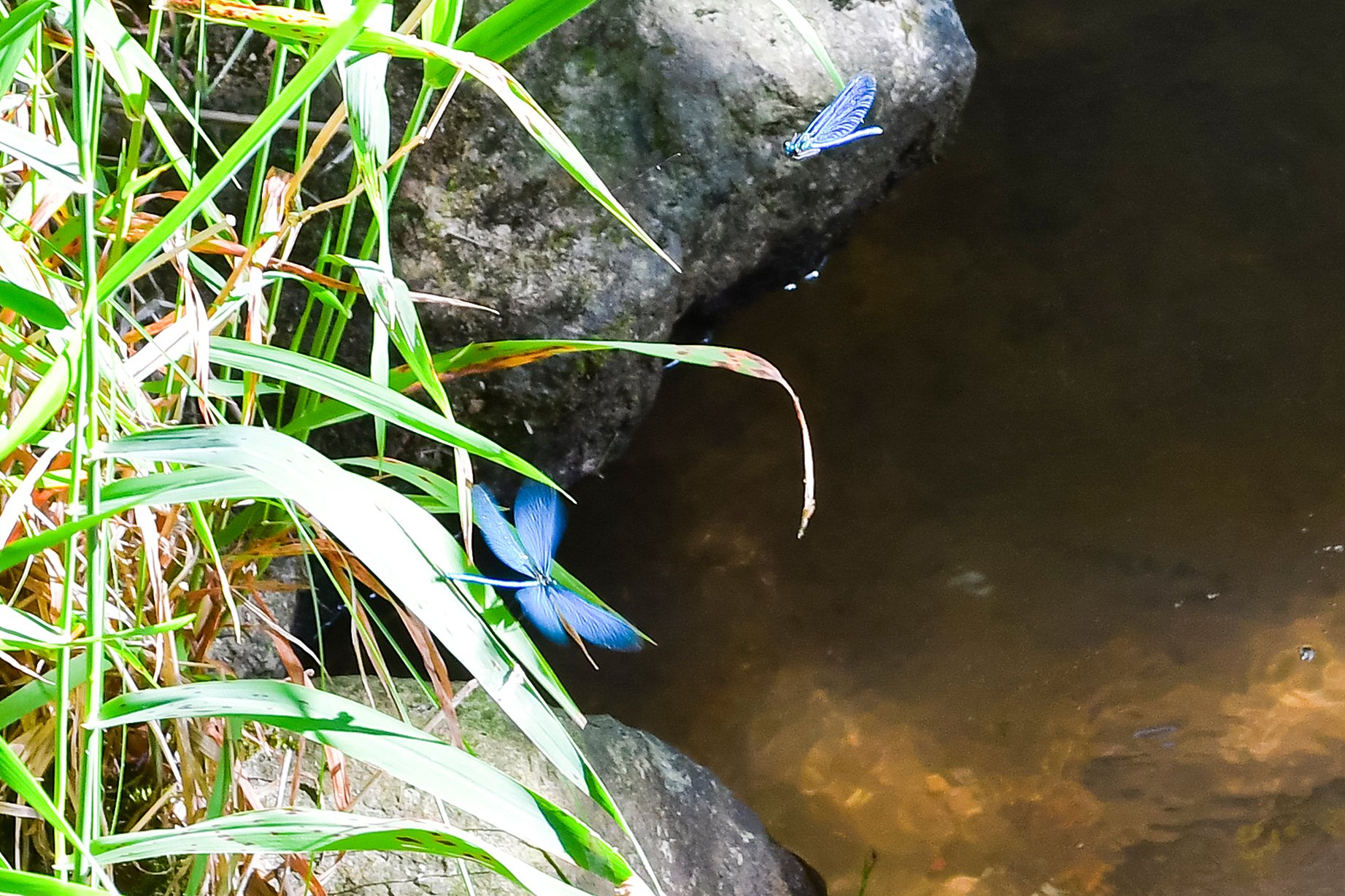 Die Blauflügel-Prachtlibelle!