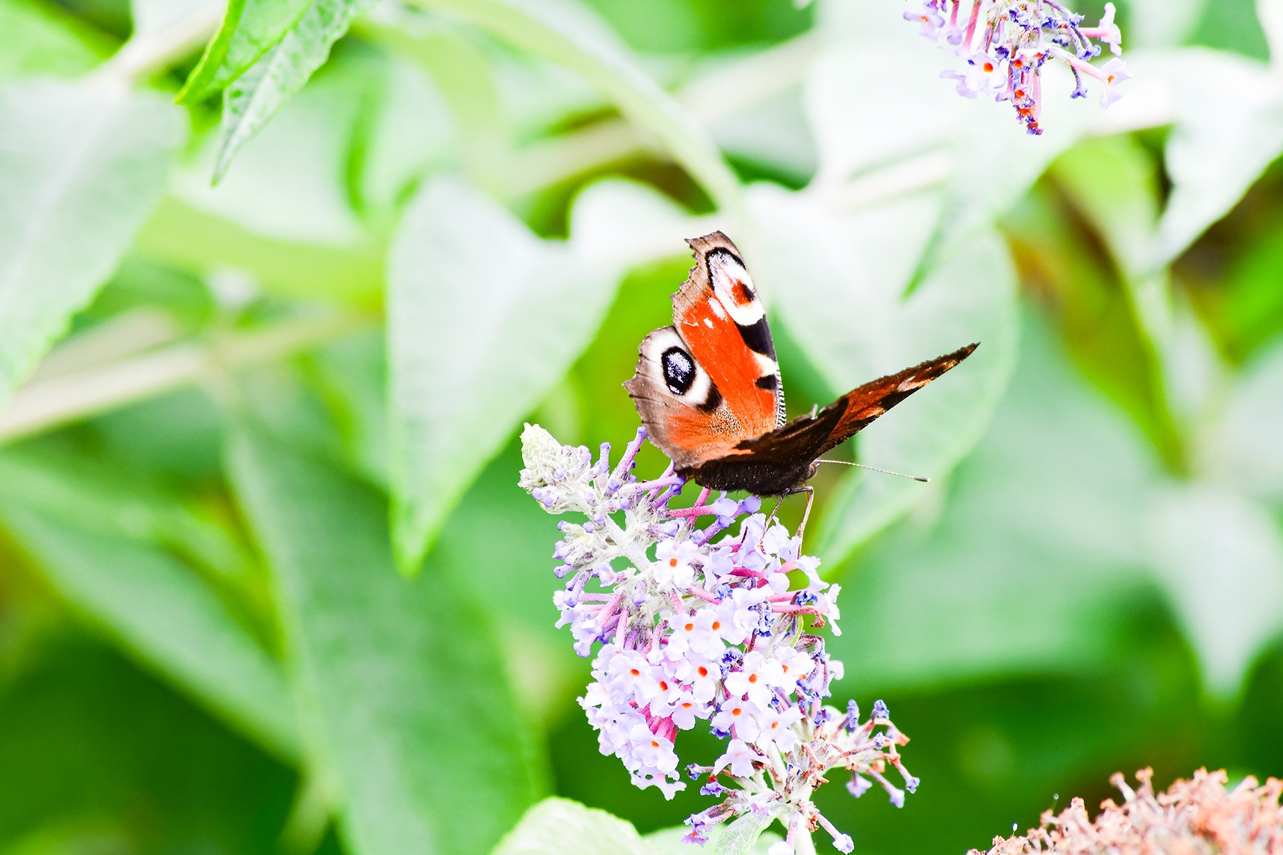 Der Schmetterlings Hot-Spot!