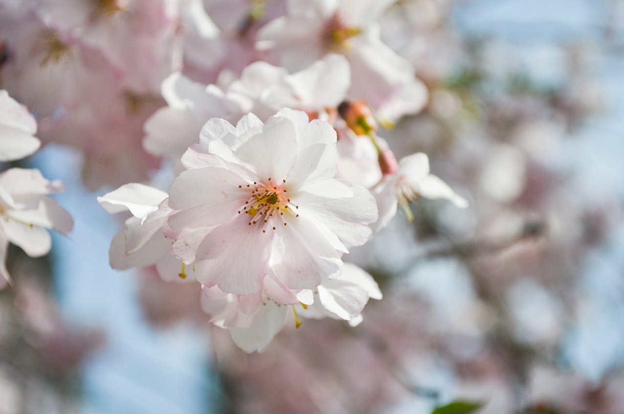 Spaziergang im Blütenmeer!