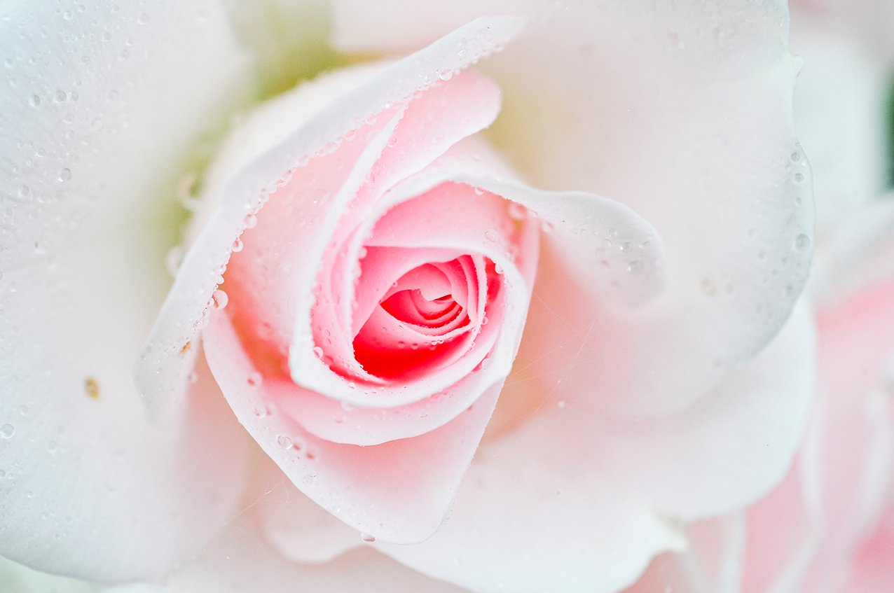 Der Juni ist der Rosenmonat!