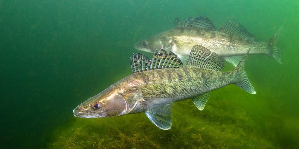 Fisch des Jahres 2025 ist der Zander