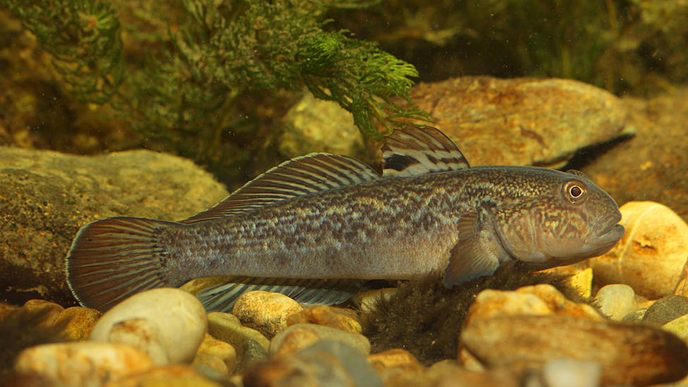 Schwarzmeergrundelkönig 2024