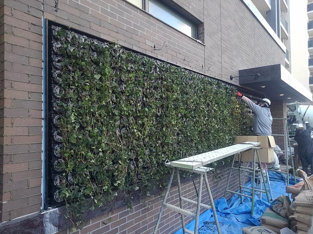 集合住宅の壁面緑化