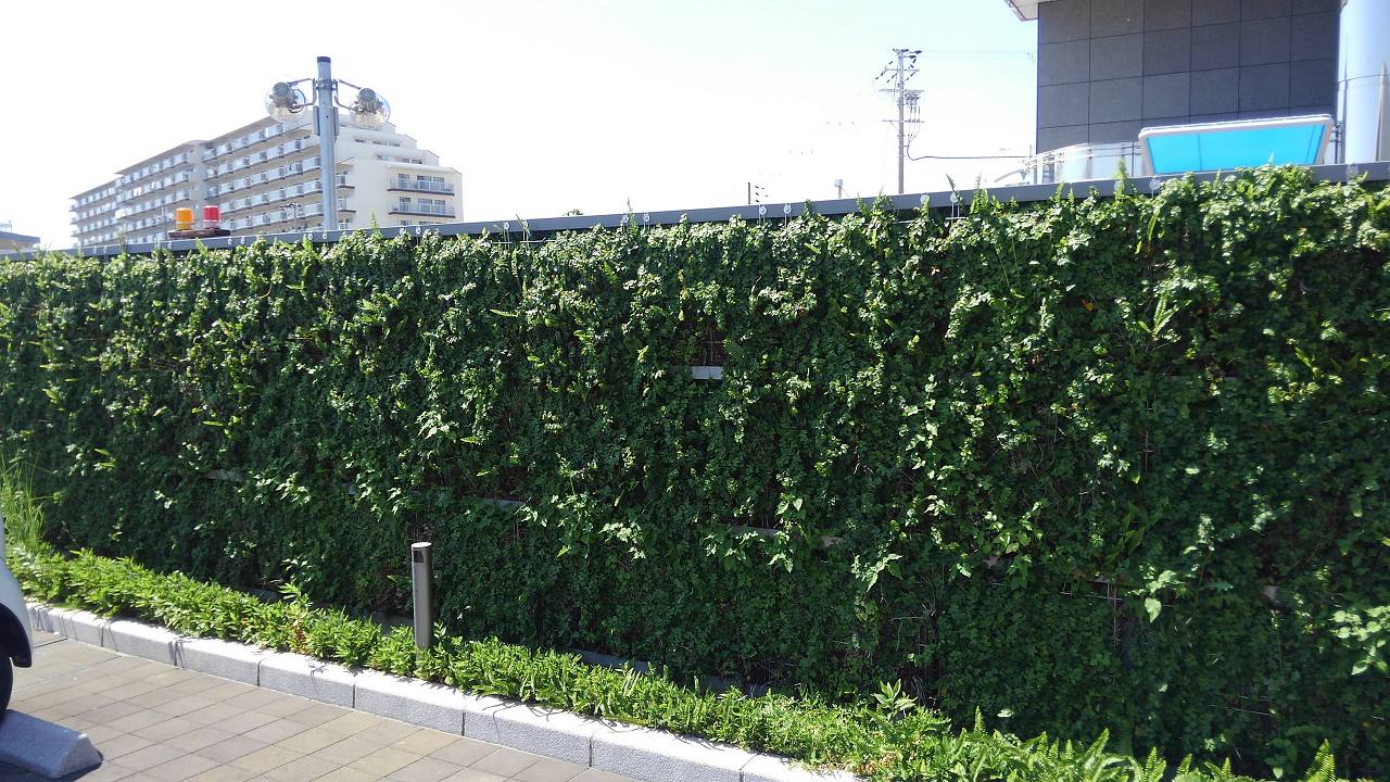 銀行の壁面緑化