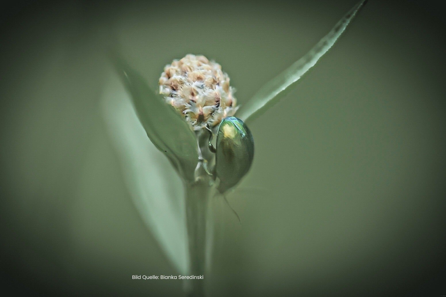 Hochbegabung mehr als nur ein hoher IQ