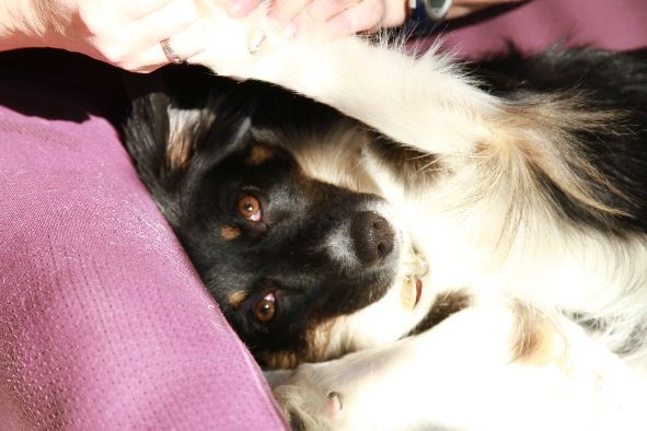 Aylin bei der Pfotenpflege