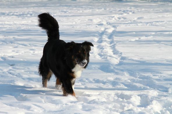 Cyra mit Schnee-Schnauzerl