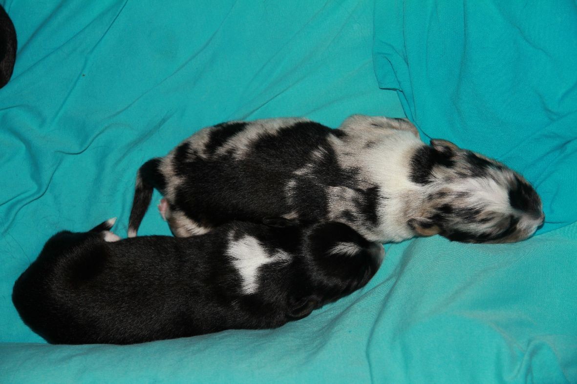 Hündin 1 und Hündin 3