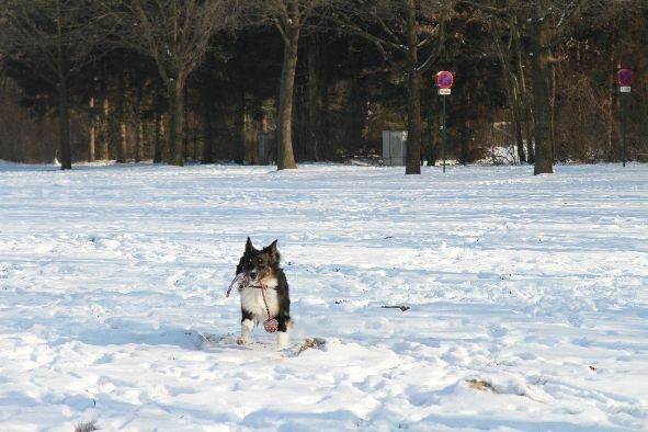 Aylin bringt den Ball