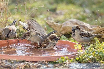 Wasserschale, Ralph Sturm, LBV