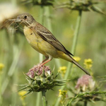 Kapammer, Georgien, Dr. Ivor Cowlrick