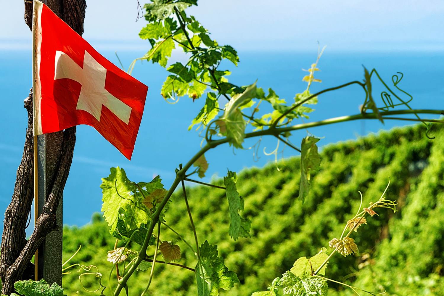 Vom Käsemeister zum Winzer: Wie Urban Kaufmann seine Leidenschaft zum Beruf machte