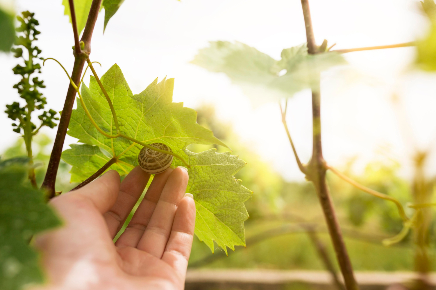Sind Bio-Weine die besseren Weine?