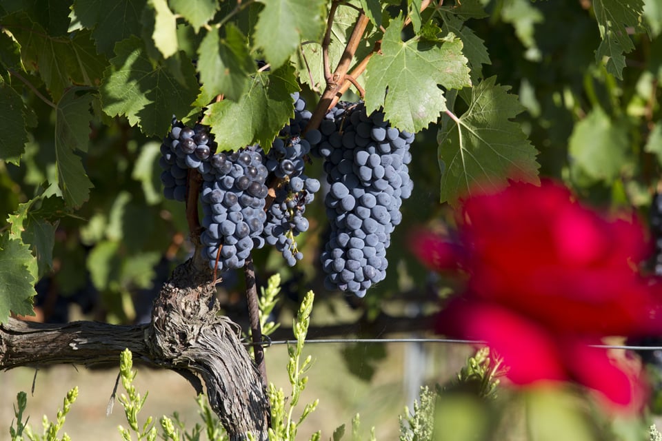 Sangiovese - Die Seele der Toskana