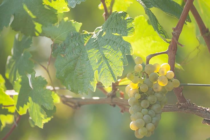 Veltliner - gibts nicht nur in Grün