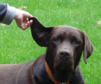 Therapiehunde dürfen kein Problem damit haben, während des Einsatzes von fremden Menschen angefasst zu werden