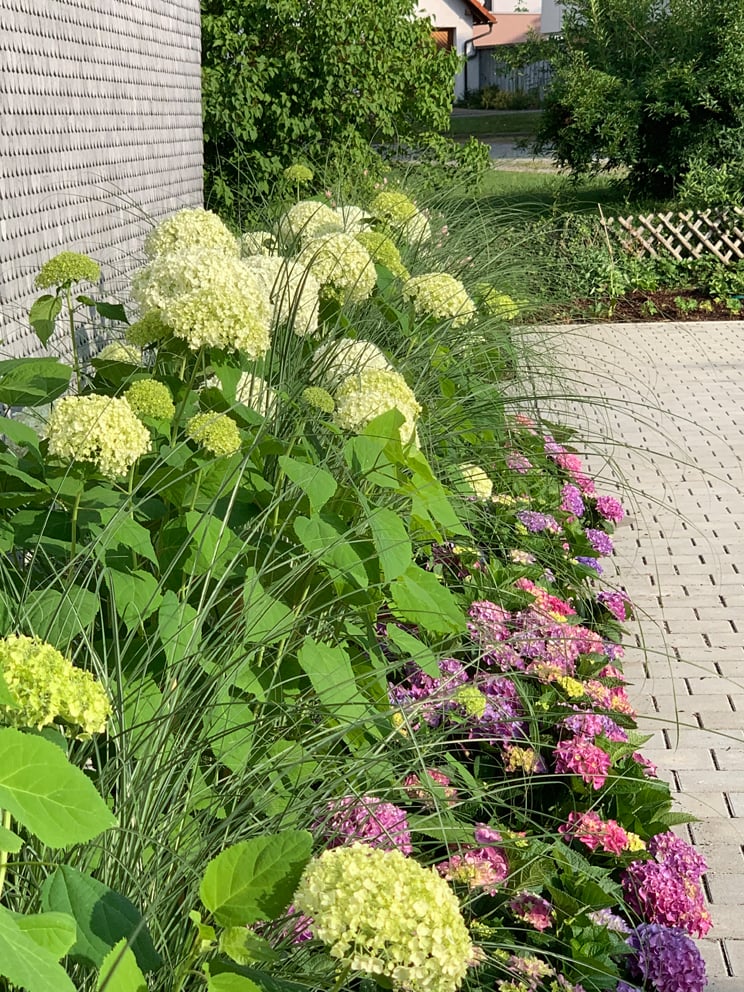 Vorgarten mit Hortensien und Gräsern
