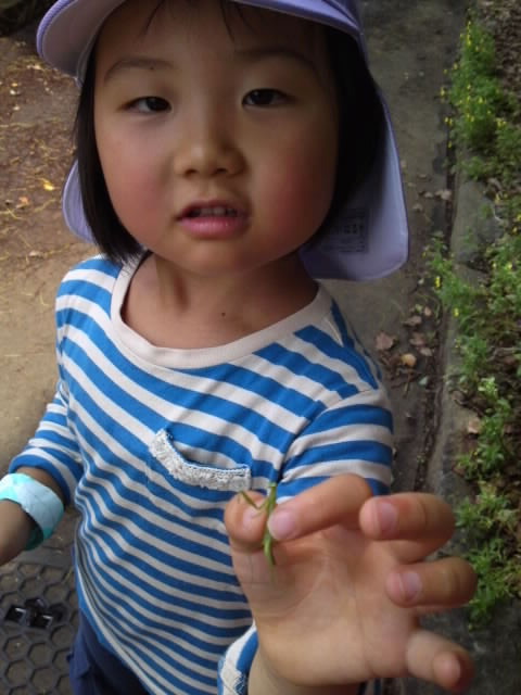 かまきりゲット！