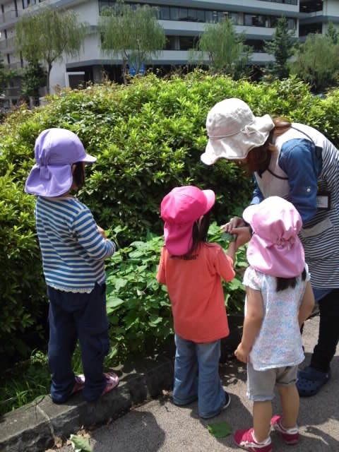 ヤブマオで遊んでる最中。うまく音が出せるかな？