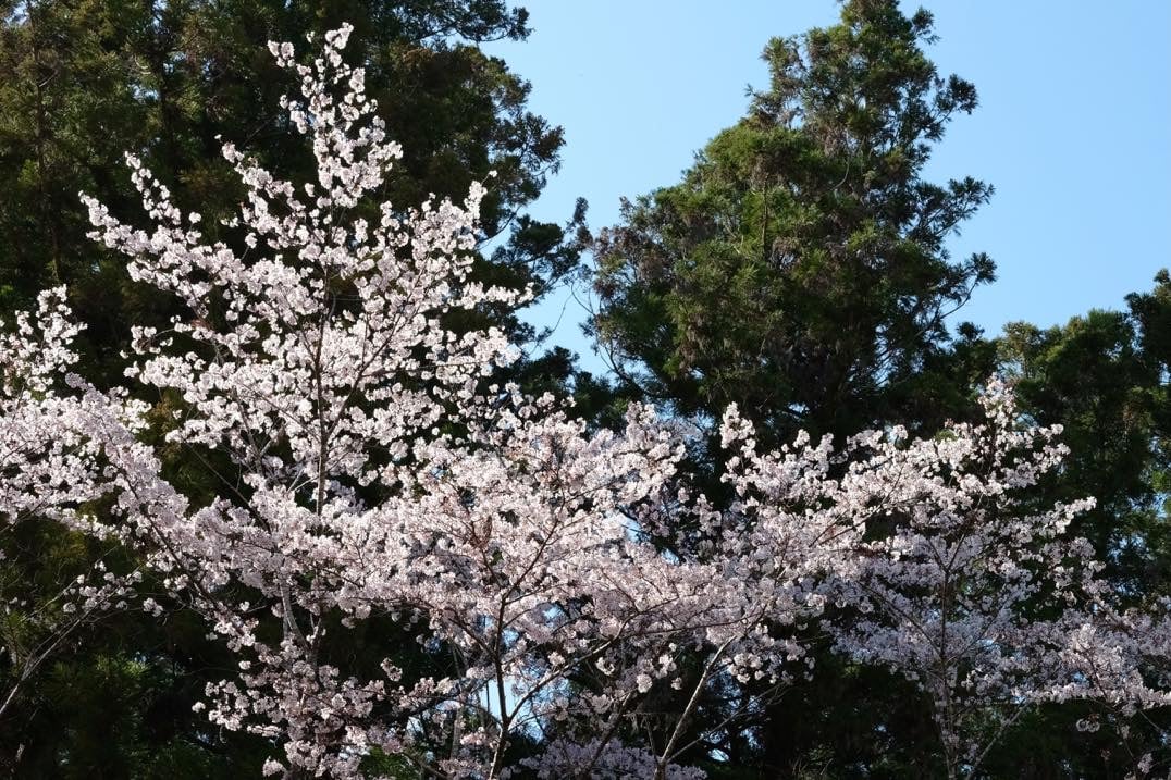 【満員御礼】4/11-13 or 4/12-13よる森Nomadic@春の熊野古道