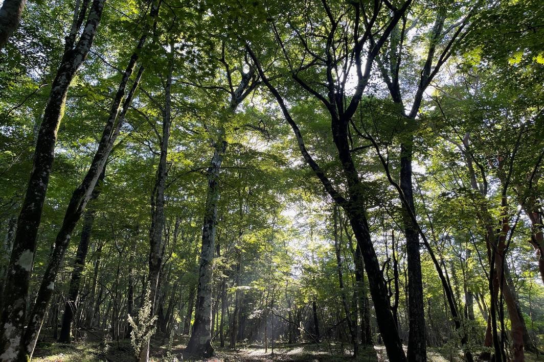 雨上がり 夜明けの森
