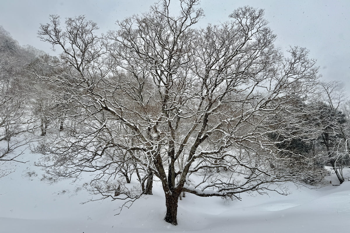 【新年のご挨拶】2026年も、森の時間を