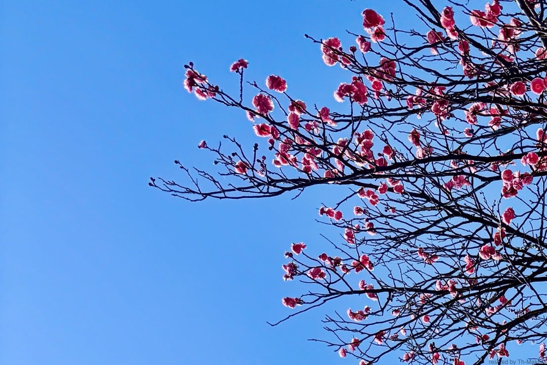 【 立春 】「間」のススメ｜「内省と対話」よる森 / YORUMORI