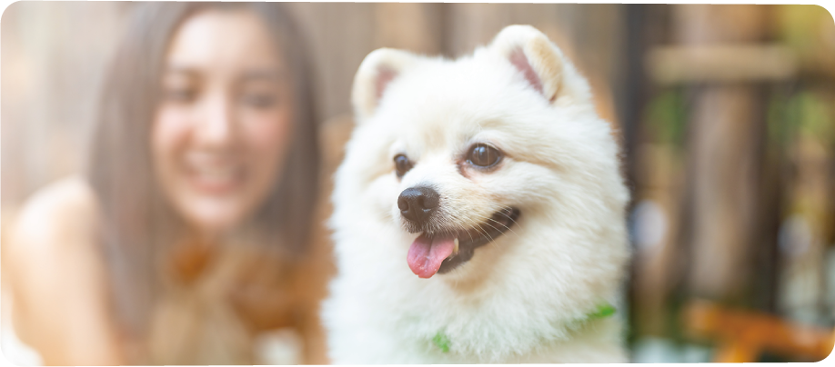 ペットシッター　福岡