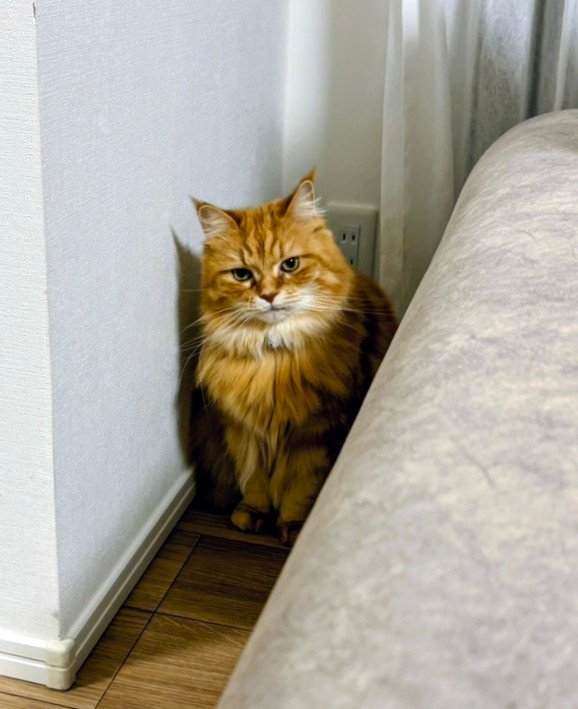 ぶりちゃんちゃちゃちゃん