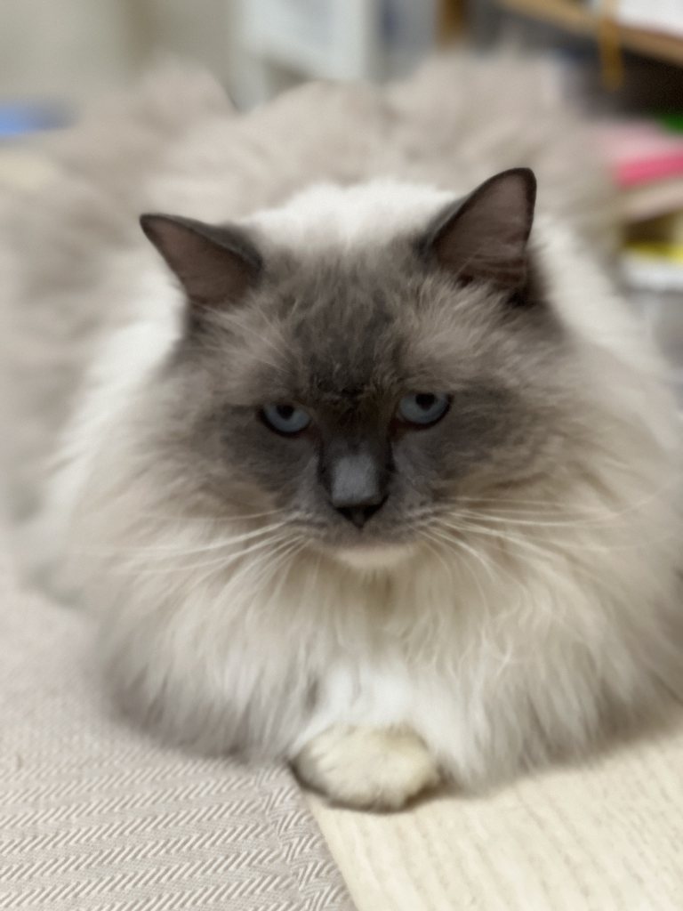 しおん君つむぎ君ゆきちゃん