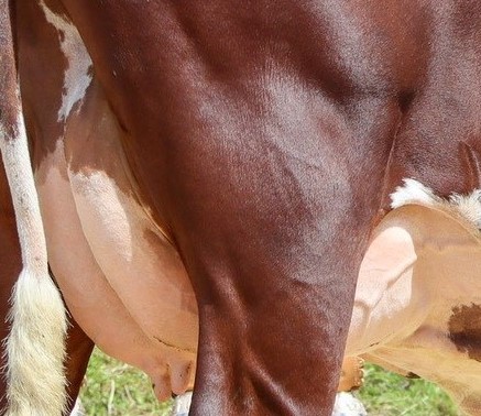 2025 - Communal de Hauteluce