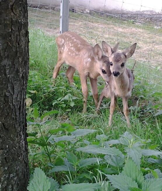 Gustav u. Krambambuli