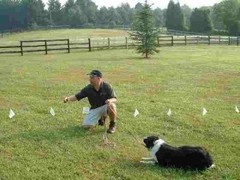 electric pet fence training