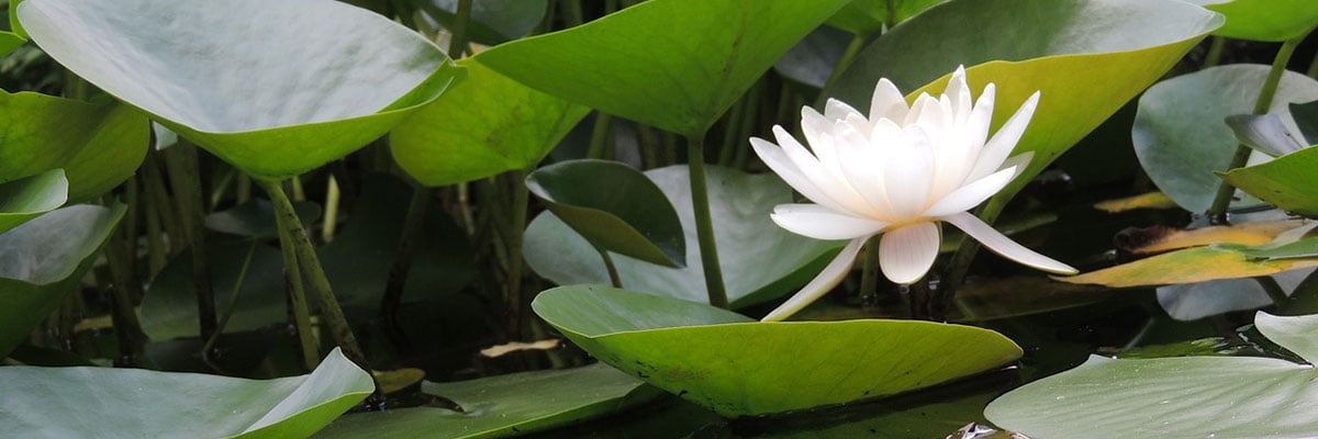 <h2>Mon parcours</h2><h3>Recherches vers qui je suis...</h3> En savoir plus