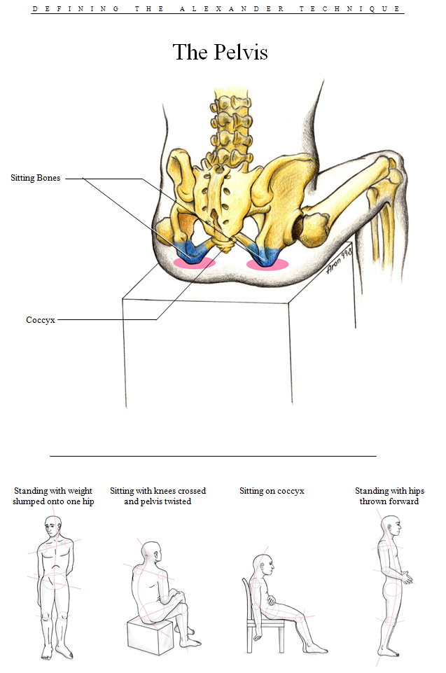 The pelvis in relation to the Alexander Technique