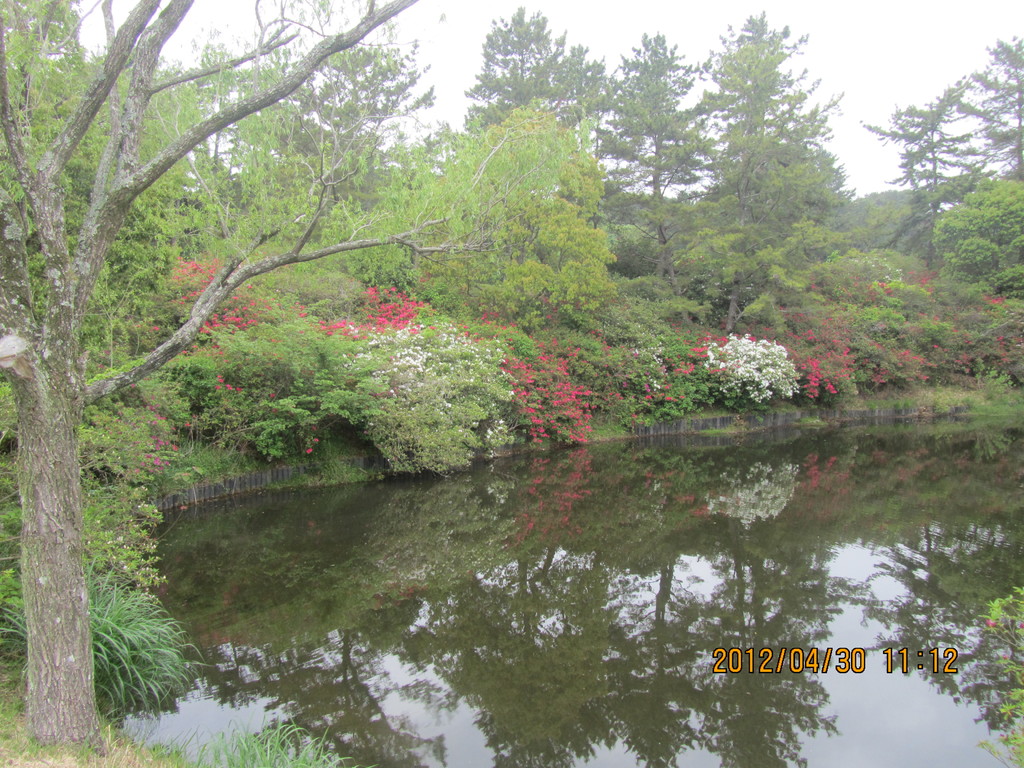 同ゴルフクラブのツツジです。まだ七分咲きですが、華麗です。