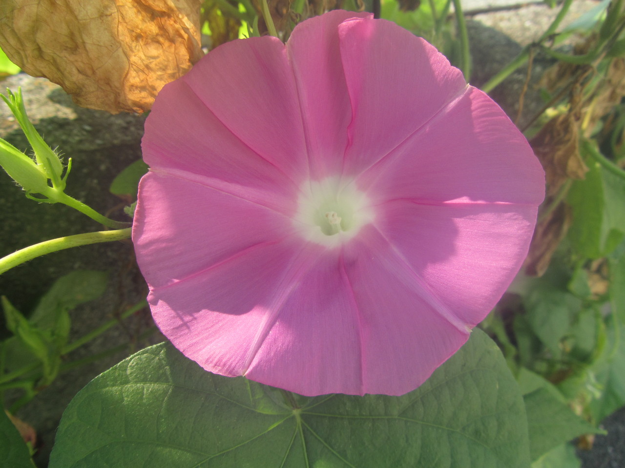 今年は、イタリアから取り寄せたプランターを新駐車場に並べて種を蒔きました。