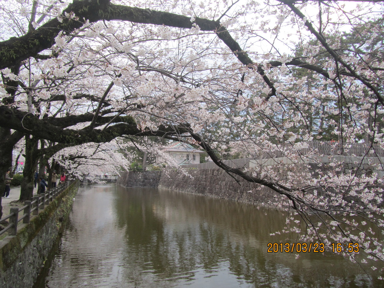 秀吉に切腹させられた北条氏の武将達の無念さを想像しながら、美しい桜を眺めるのも感慨深いものです。