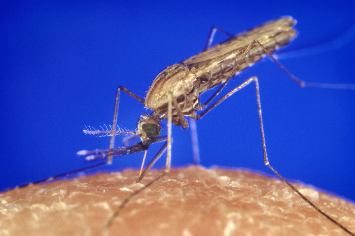 Anopheles Mosquito