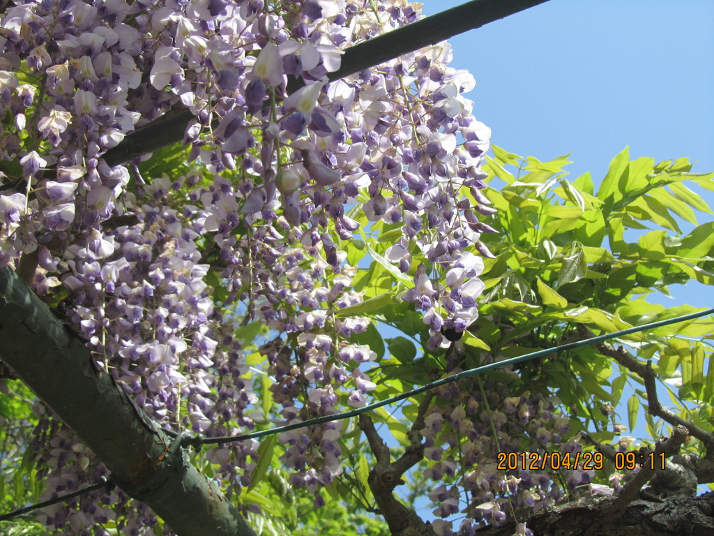 葛城ゴルフクラブ（静岡県）の藤の花が満開で美しいです。