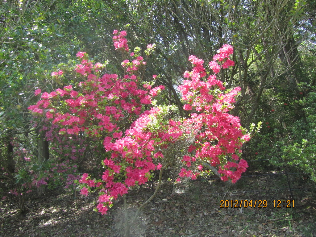 同ゴルフクラブのツツジです。まだ七分咲きですが、華麗です。