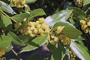A laurel tree with pale yellow flowers in bloom