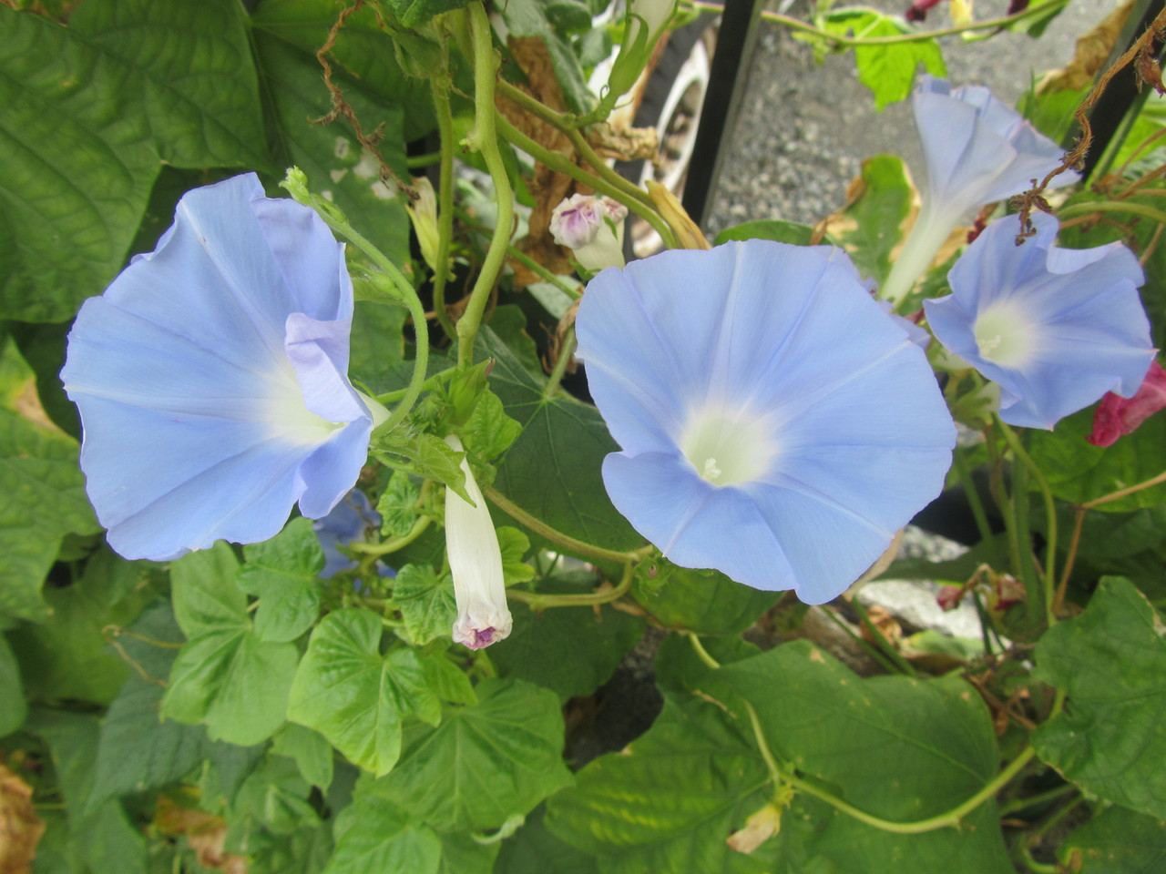 毎日２回の水まき、週１回の肥料を欠かしません。