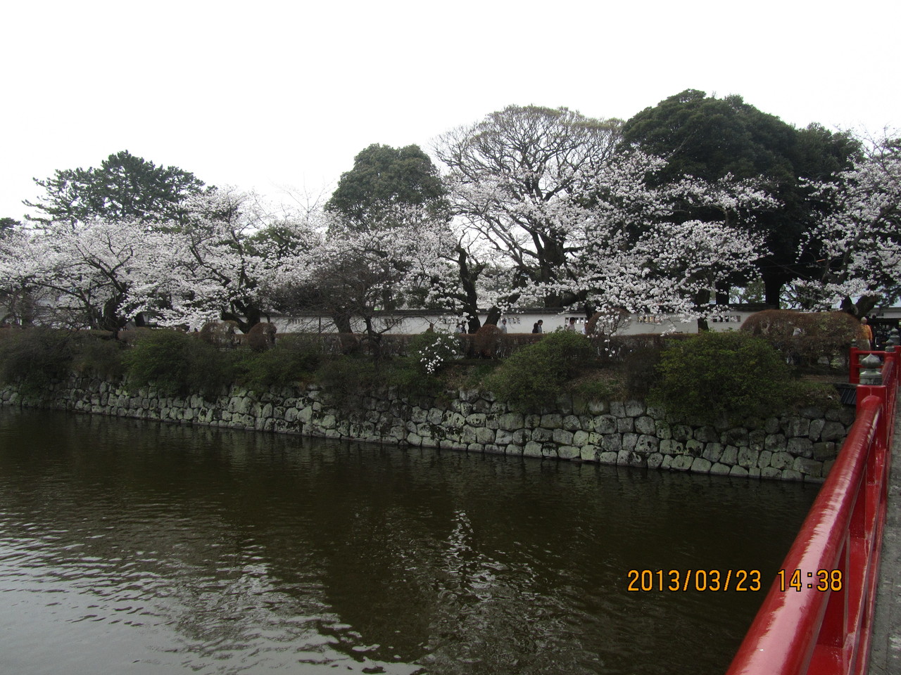 日本さくら名所100選にも選ばれている小田原城址公園の桜が満開です。