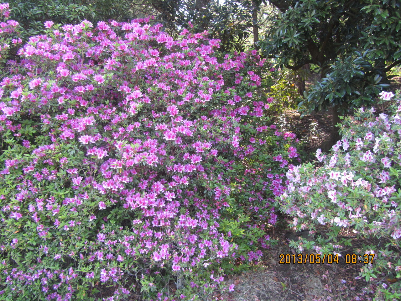 今年の葛城ゴルフクラブのツツジは例年にも増して見事です。