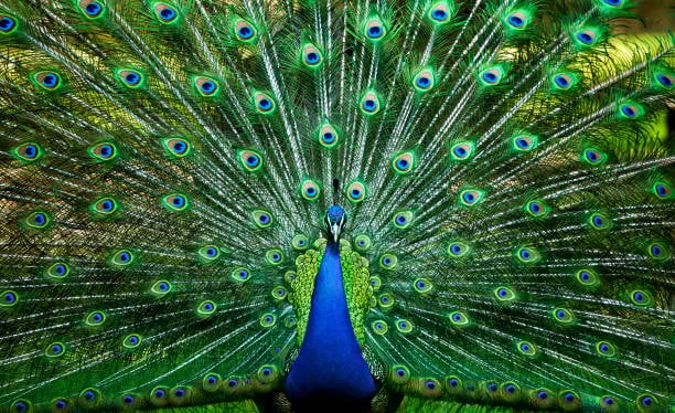 Peacock's feathers with Argus's hundred eyes