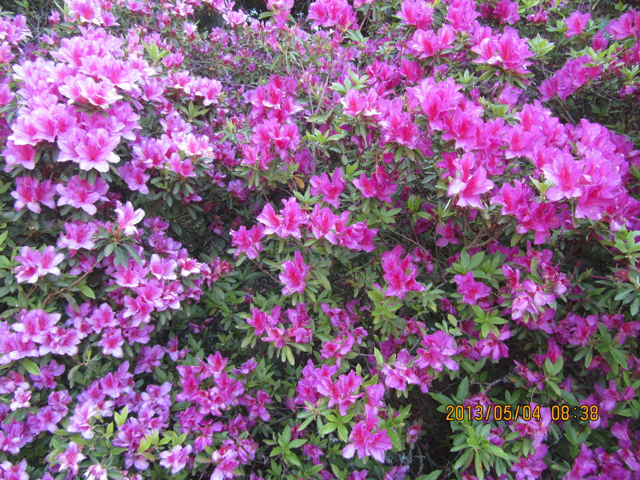 彩りが鮮やかです。