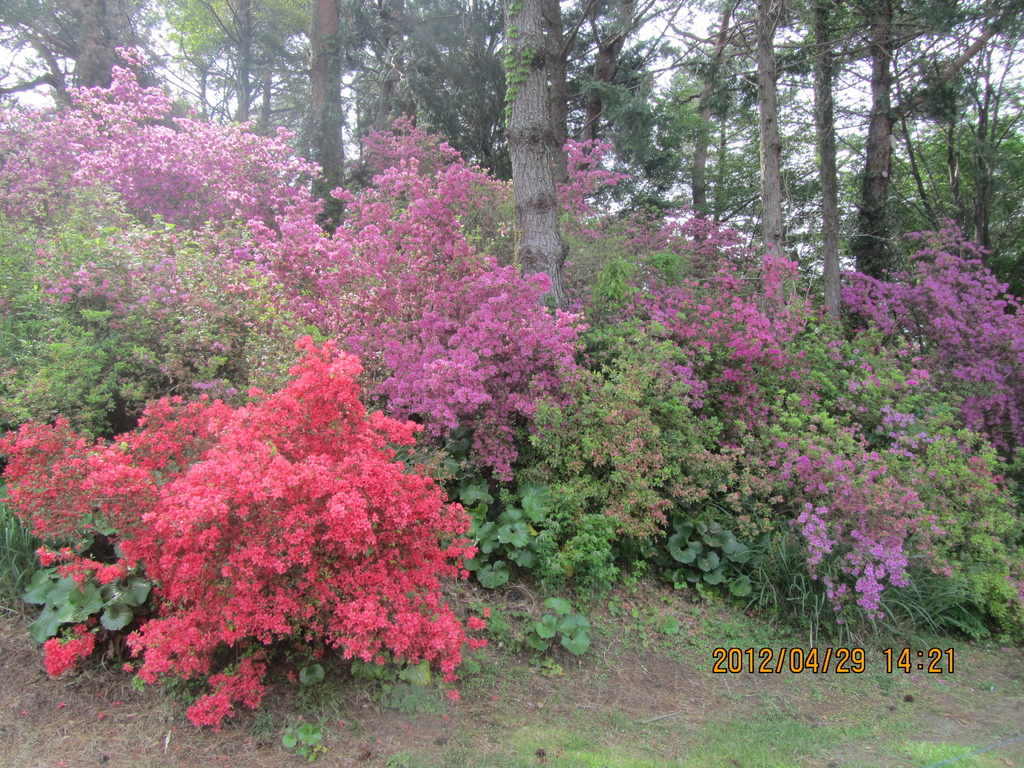 同ゴルフクラブのツツジです。まだ七分咲きですが、華麗です。