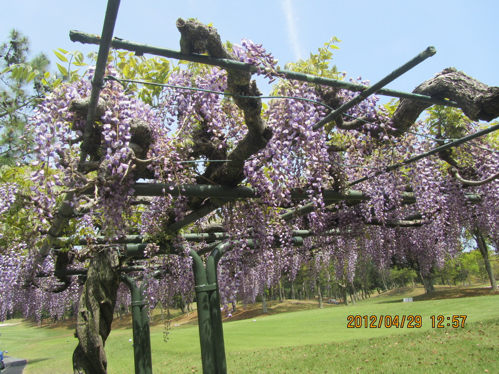 葛城ゴルフクラブ（静岡県）の藤の花が満開で美しいです。